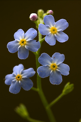 Image showing  anagallis foemina  background 