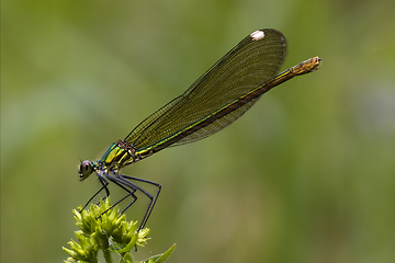 Image showing side of wild gold green dragonfly 