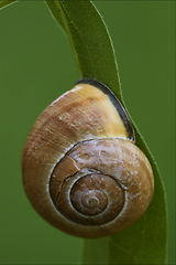 Image showing   phyla minori  in the bush