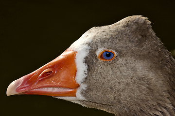 Image showing brown duck whit blue eye