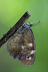 Image showing side of  grey orange butterfly 