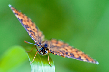 Image showing front of wild brown orange butterfly  on a green leaf 