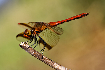 Image showing dragonfly and sky