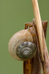 Image showing head of wild brown gastropoda 