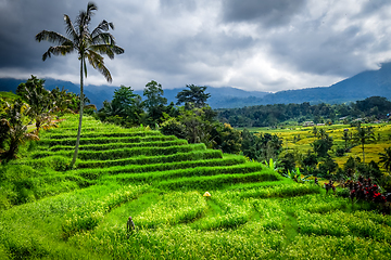 Image showing Jatiluwih paddy field rice terraces, Bali, Indonesia