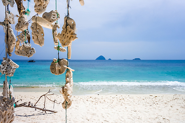 Image showing Hanging coral, Perhentian Islands, Malaysia