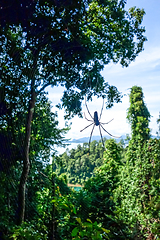 Image showing Orb web spider in jungle, Khao Sok, Thailand
