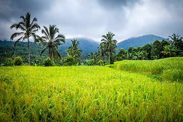 Image showing Paddy field rice terraces, Munduk, Bali, Indonesia