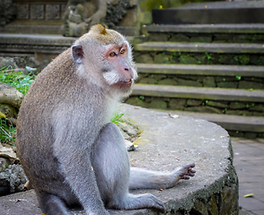 Image showing Monkey in the Monkey Forest, Ubud, Bali, Indonesia