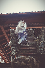 Image showing Monkeys on a temple roof in the Monkey Forest, Ubud, Bali, Indon