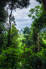 Image showing jungle forest landscape, Khao Sok, Thailand