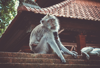 Image showing Monkeys on a temple roof in the Monkey Forest, Ubud, Bali, Indon