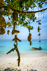 Image showing Hanging coral on Turtle Beach, Perhentian Islands, Terengganu, M