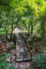 Image showing Old wooden bridge in jungle, Chiang Mai, Thailand