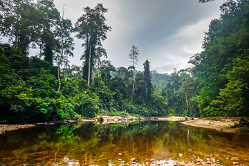 Image showing River in Jungle rainforest Taman Negara national park, Malaysia