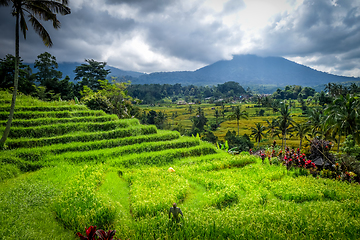 Image showing Jatiluwih paddy field rice terraces, Bali, Indonesia