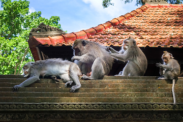 Image showing Monkeys on a temple roof in the Monkey Forest, Ubud, Bali, Indon