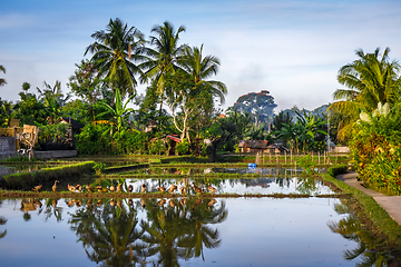 Image showing Paddy field at sunset, Ubud, Bali, Indonesia