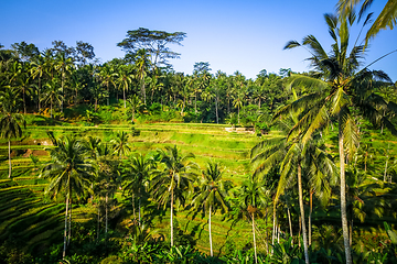 Image showing Paddy field rice terraces, ceking, Ubud, Bali, Indonesia