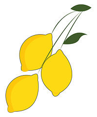 Image showing Clipart of three lemons hanging individually on a long and slend