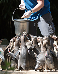 Image showing Pinguin is being fed