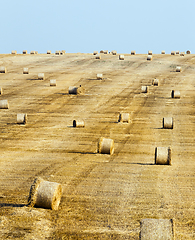 Image showing Field with a crop of cereals