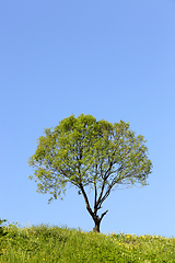 Image showing hill and a tree