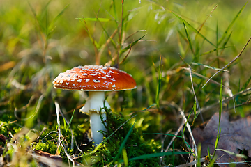 Image showing mushroom commonly known as the fly agaric or fly amanita