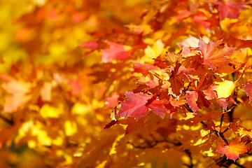 Image showing Orange autumn leaves background with very shallow focus