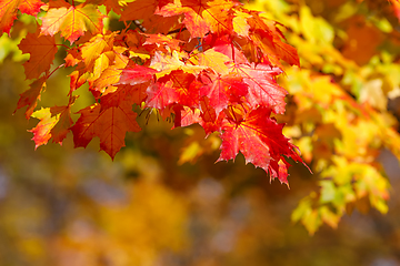 Image showing Orange autumn leaves background with very shallow focus