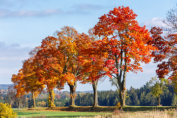 Image showing Autumn landscape with fall colored trees