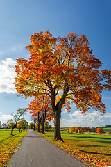 Image showing Autumn landscape with fall colored trees