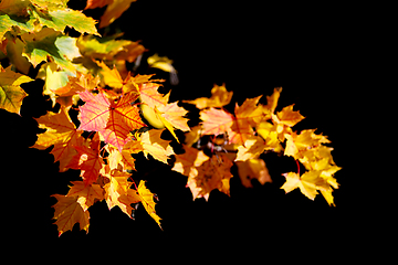 Image showing Orange autumn leaves background on black