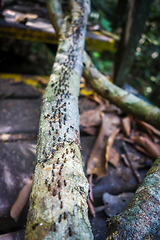 Image showing Termites colony, Taman Negara national park, Malaysia