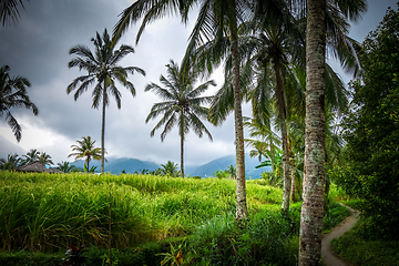 Image showing Paddy field rice terraces, Munduk, Bali, Indonesia