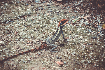 Image showing Crested Lizard in jungle, Khao Sok, Thailand