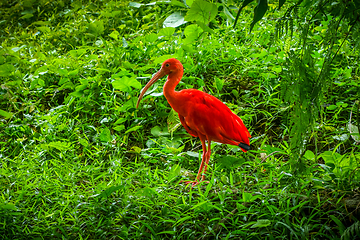 Image showing Scarlet ibis