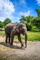 Image showing Baby elephant in protected park, Chiang Mai, Thailand