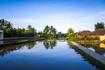 Image showing Paddy field at sunset, Ubud, Bali, Indonesia