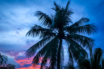 Image showing Palm tree at sunset, Khao Lak, Thailand