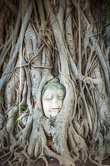 Image showing Buddha Head in Tree Roots, Wat Mahathat, Ayutthaya, Thailand