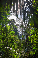 Image showing Jungle landscape Taman Negara national park, Malaysia