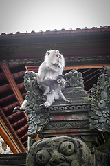 Image showing Monkeys on a temple roof in the Monkey Forest, Ubud, Bali, Indon