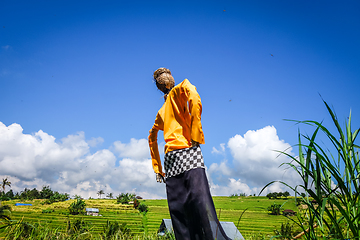 Image showing Scarecrow in Jatiluwih paddy field rice terraces, Bali, Indonesi