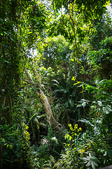Image showing Jungle landscape in the Monkey Forest, Ubud, Bali, Indonesia