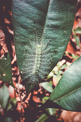 Image showing Common Baron Caterpillar, Taman Negara national park, Malaysia