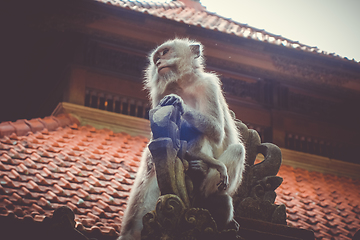 Image showing Monkeys on a temple roof in the Monkey Forest, Ubud, Bali, Indon