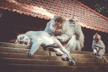 Image showing Monkeys on a temple roof in the Monkey Forest, Ubud, Bali, Indon