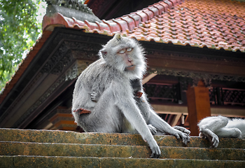 Image showing Monkeys on a temple roof in the Monkey Forest, Ubud, Bali, Indon