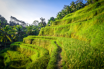 Image showing Paddy field rice terraces, ceking, Ubud, Bali, Indonesia
